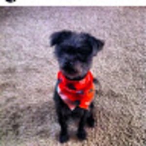 Meet your Posher, Dylan